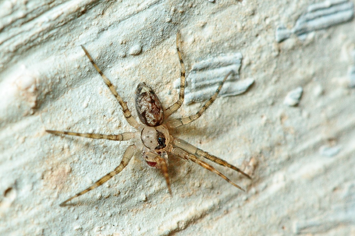 Oecobius sp.